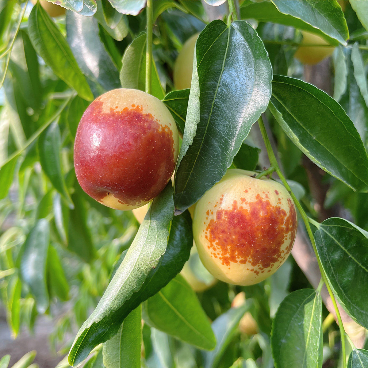 哲哲大荔冬枣自家果园树上又脆又甜新鲜当季枣