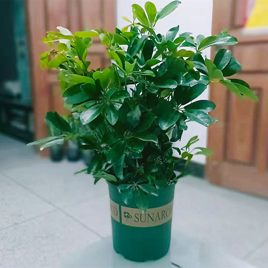 室内鸭掌植物叶植物木观鸭脚木大型八方来花卉盆栽大型绿植