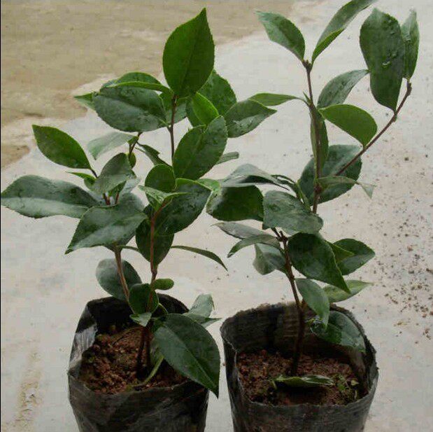 四季山茶花苗盆栽花卉茶花树苗云南十八学士茶花苗