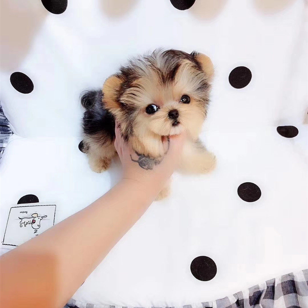 出售约克夏茶杯体金头银黑背活体约克夏梗小体约克夏幼犬宠物狗狗