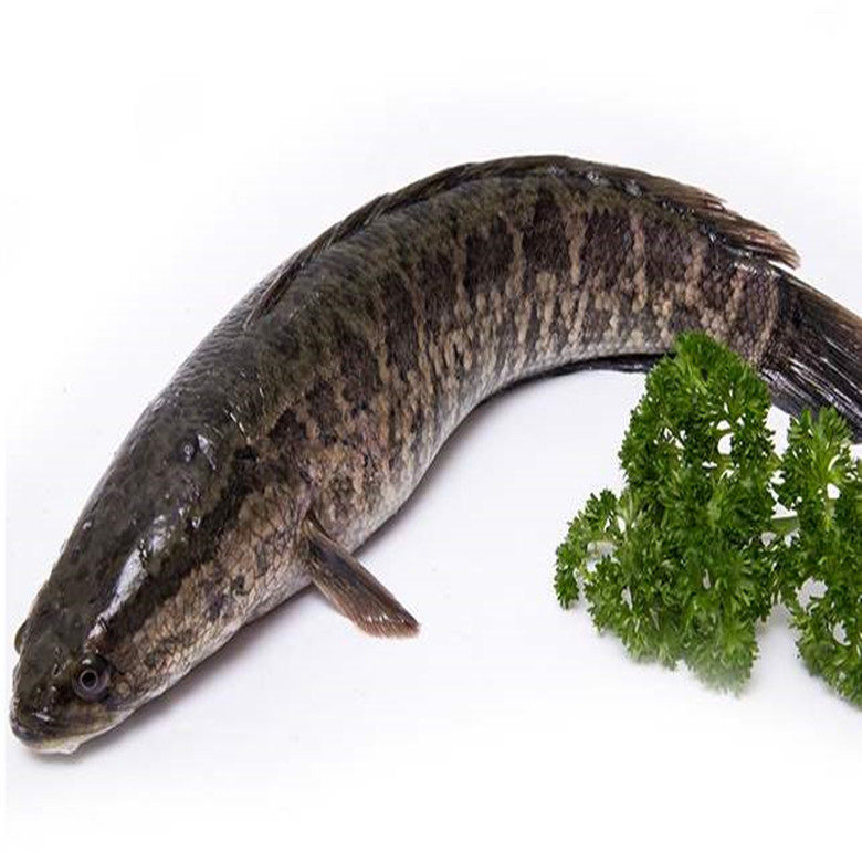 现捕真空包真空干净处理500克蛇头财鱼生鱼黑鱼淡水鱼类