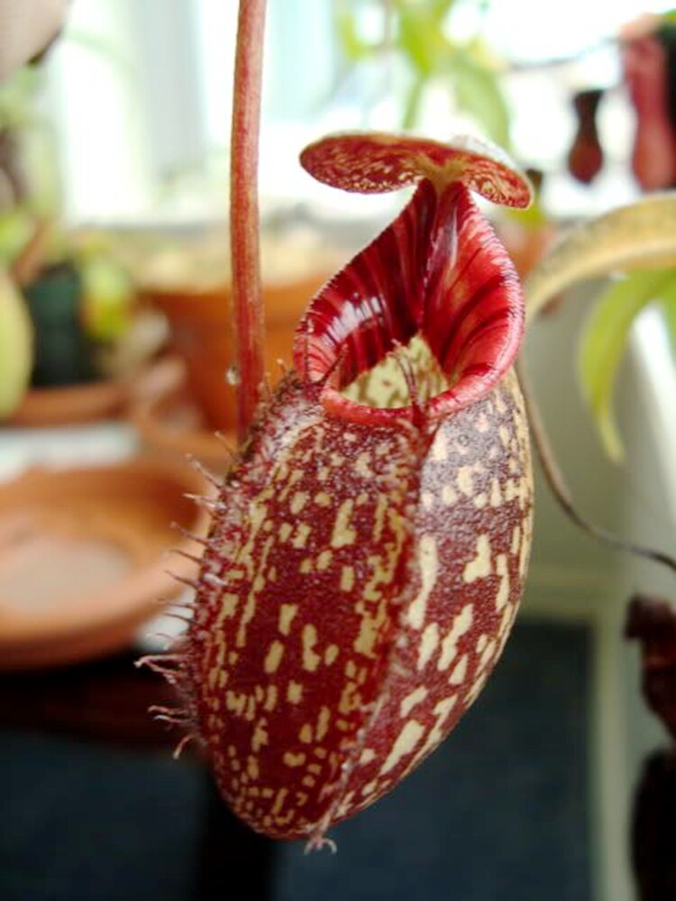 显目交马兜铃猪笼草食虫植物spectabilisaristolochioides低地绿植