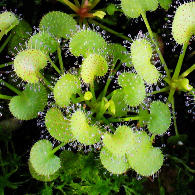 负子爱心茅膏droseraprolifera食虫植物捕蚊草捕虫草绿植