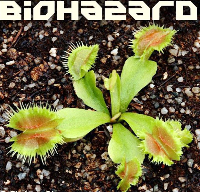 捕蝇草食生化危机食虫植物特色高端食人花捕虫草绿植