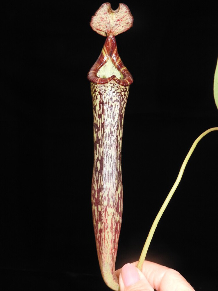 佛氏猪笼草食虫植物低地高地品种非常可爱漂亮食虫植物