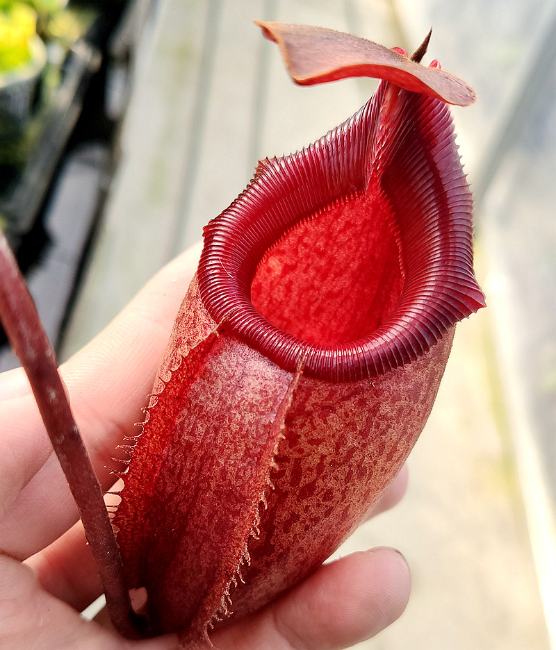 马来王交惊奇猪笼草食虫植物低地高地品种非常绿植