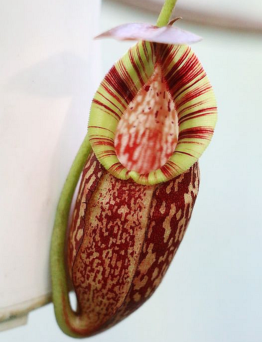 显目细猪猪笼草食虫植物漂亮可爱笼子稀有spectabilis绿植