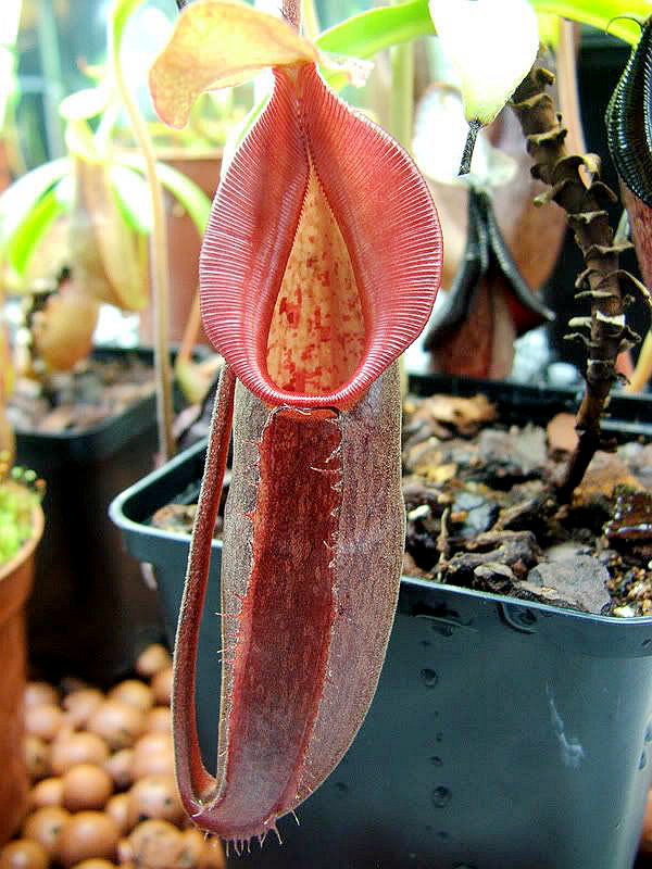 邦苏猪笼草食虫植物漂亮亮可爱的笼子稀有暗黑绿植