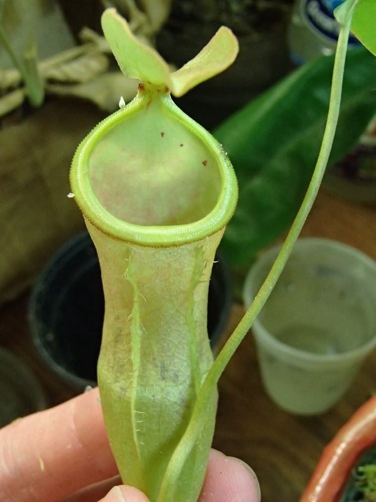 美林风铃猪笼草食虫植物低地高地品种非常可爱绿植