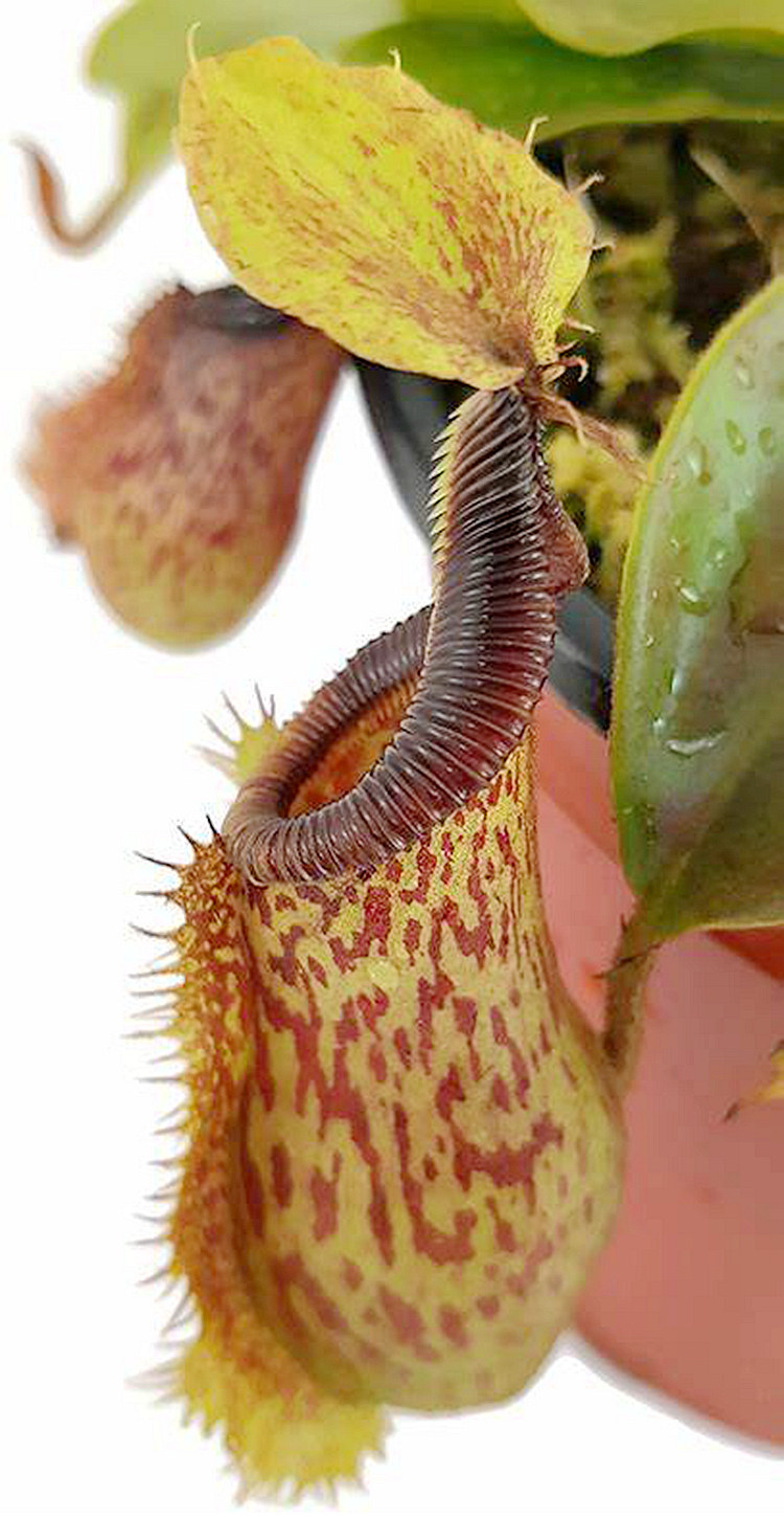 钩唇交维奇猪笼草食虫植物漂亮亮可爱的笼子hamata绿植