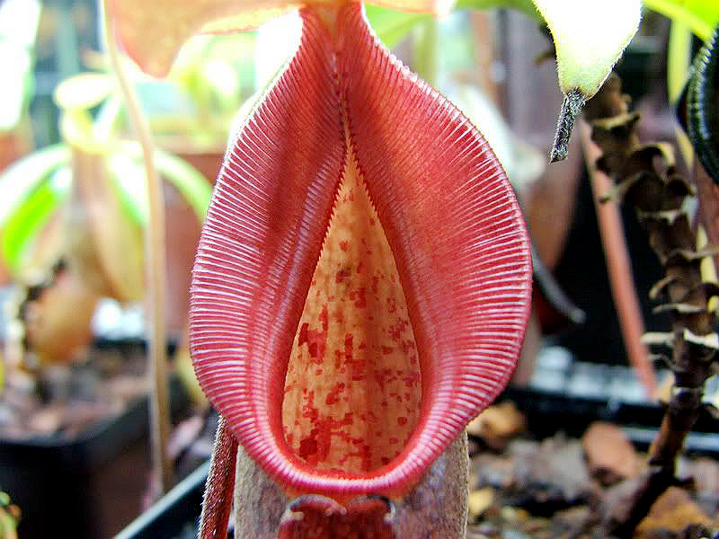 邦苏猪笼草食虫植物漂亮亮可爱的笼子稀有暗黑绿植