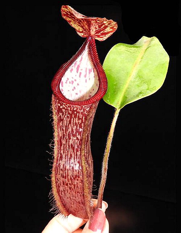 腺交钩唇勾唇猪笼草食虫植物暗黑稀有glanduliferahamata绿植