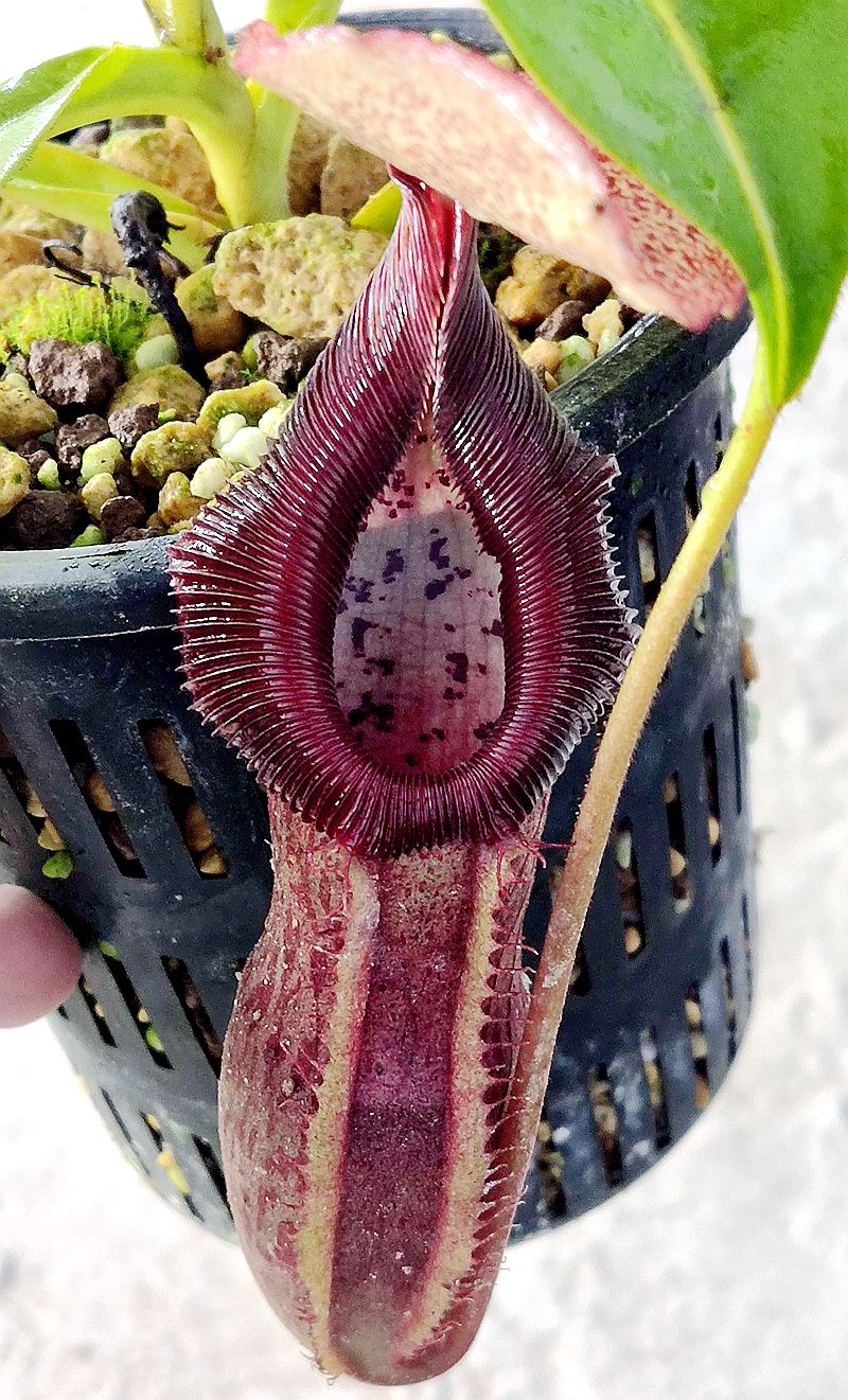 新欣佳浪山斑豹爱德华猪笼草singalanaburbedward食虫植物