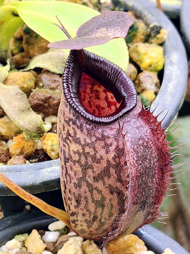 马兜铃黑宝猪笼草食虫植物低地高地品种非常可爱绿植
