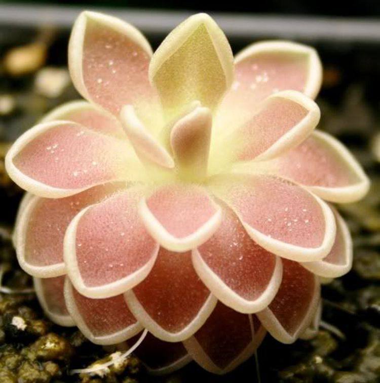 爱兰捕虫堇多肉食食虫植物食人花捕蝇草驱蚊绿植