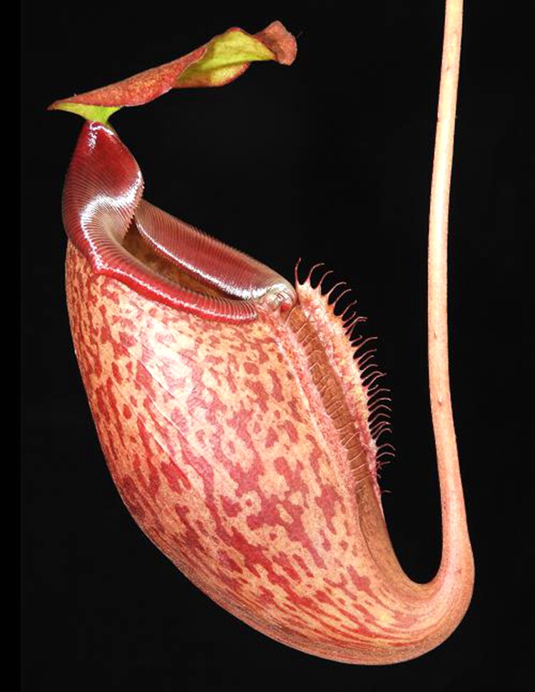 美林巧克力猪笼草食虫植物低地高地品种非常可爱绿植