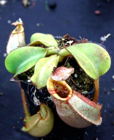 高地维奇猪笼草食虫植物漂亮可爱笼子稀有原种veitchii绿植