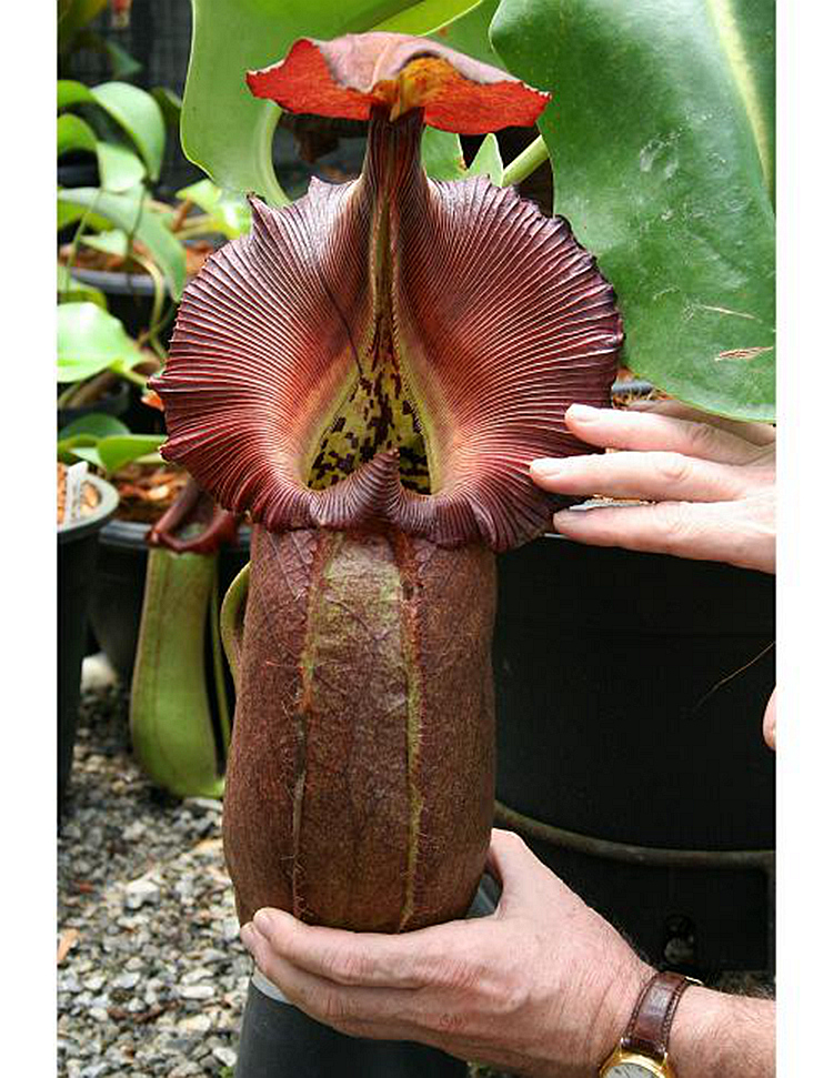 黑宝猪笼草食虫植物漂亮亮可爱的笼子稀有梦幻绿植