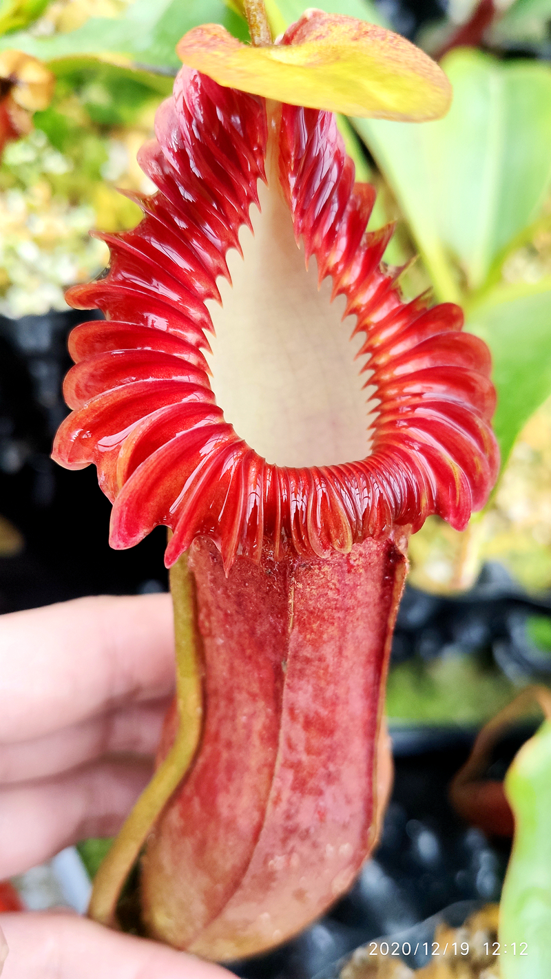 爱德华猪笼草食虫植物低地高地品种非常漂亮笼子稀有edwardsiana