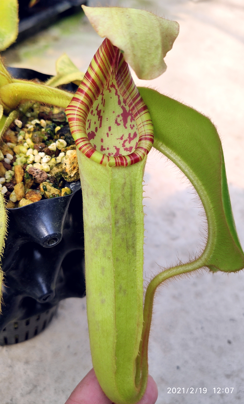 陈氏交维奇猪笼草食虫植物低地高地品种绿植
