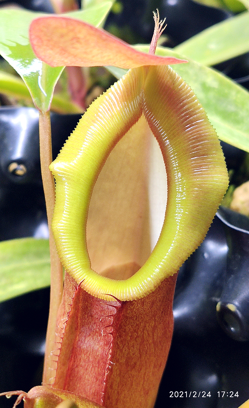 匙叶交细spathulatatenuis猪笼草食虫植物漂亮可爱笼子绿植