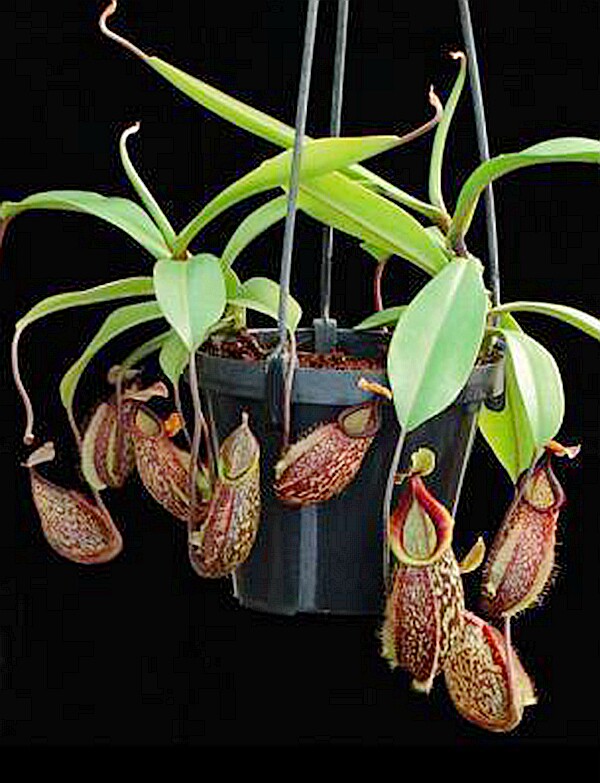 宝琳钩唇猪笼草食虫植物漂亮maximatalangensishamata绿植