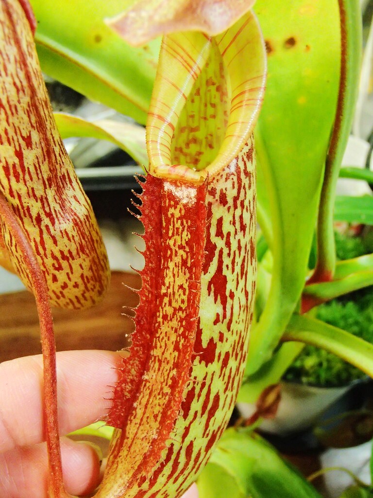 绅士猪笼草食虫植物盆栽花卉食人大型超大室内绿植