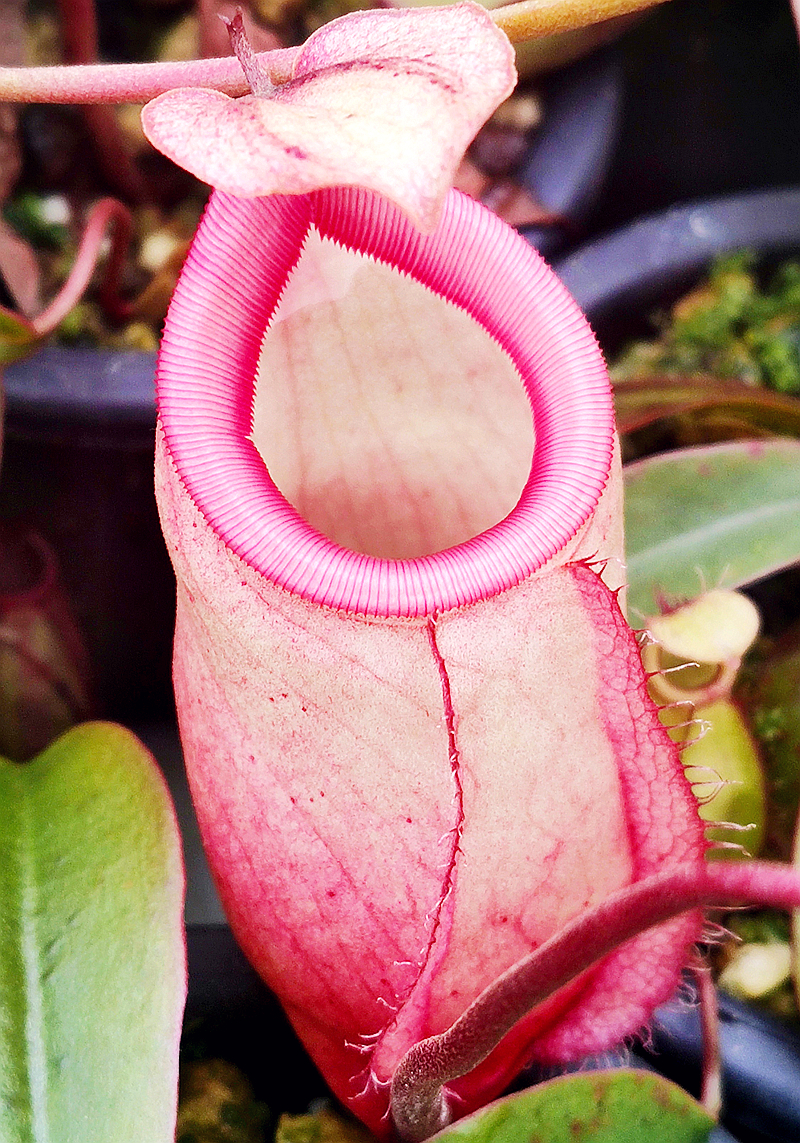 辛布亚交海盗海盗猪猪笼草食虫植物低地高地品种绿植