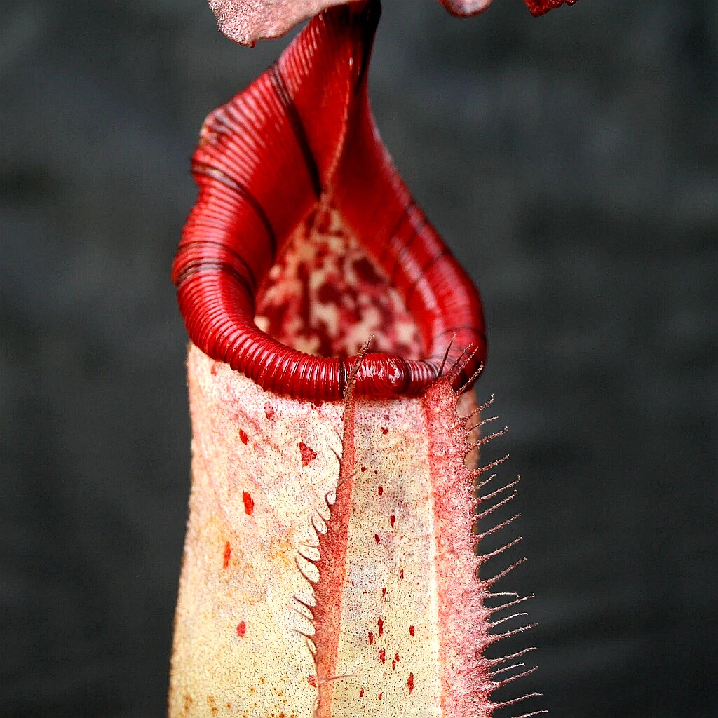 斑豹黑宝猪笼草食虫植物漂亮笼子burbidgeaerobcantleyi绿植