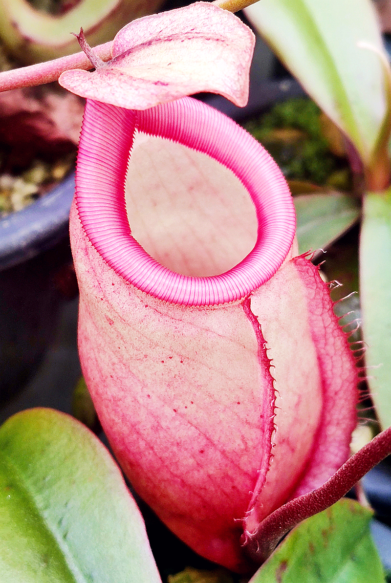 辛布亚交海盗海盗猪猪笼草食虫植物低地高地品种绿植