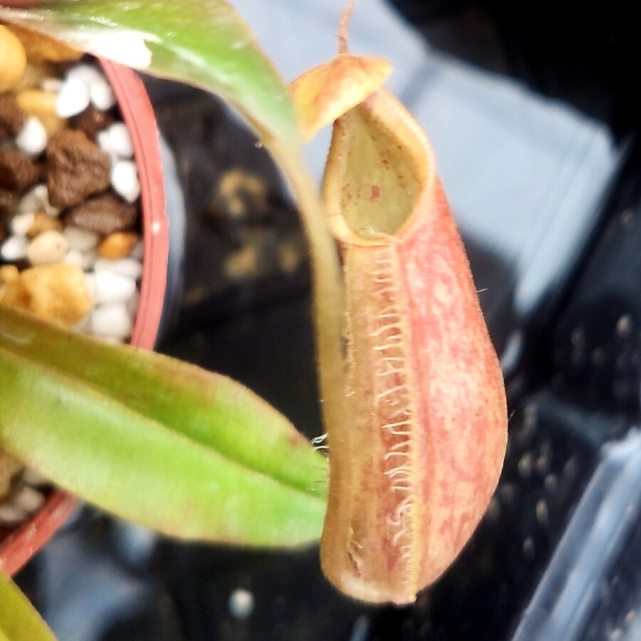 密花莱佛士猪笼草食虫植物低地高地品种非常可爱绿植