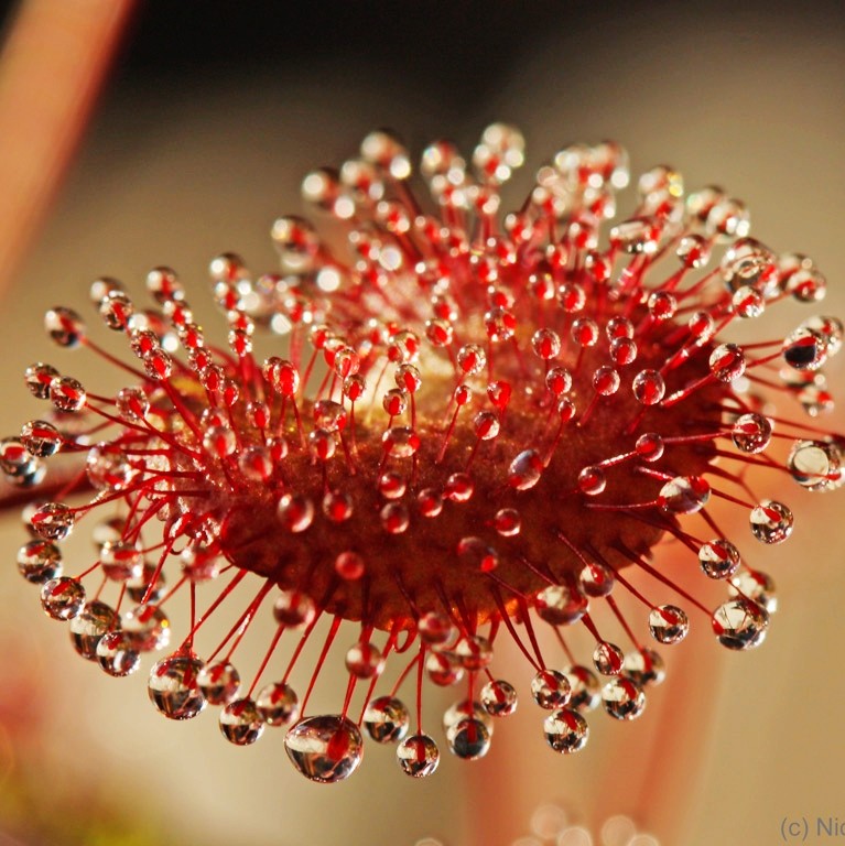 负子爱心茅膏droseraprolifera食虫植物捕蚊草捕虫草绿植