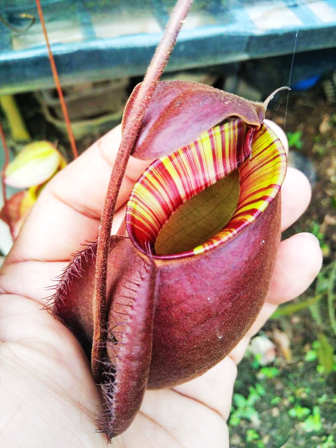 盆栽食虫植物维京海盗交黑苹果猪笼草低地品种非常可爱漂亮的笼子