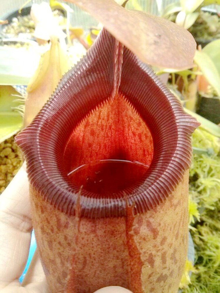 马来王交惊奇猪笼草食虫植物低地高地品种非常绿植