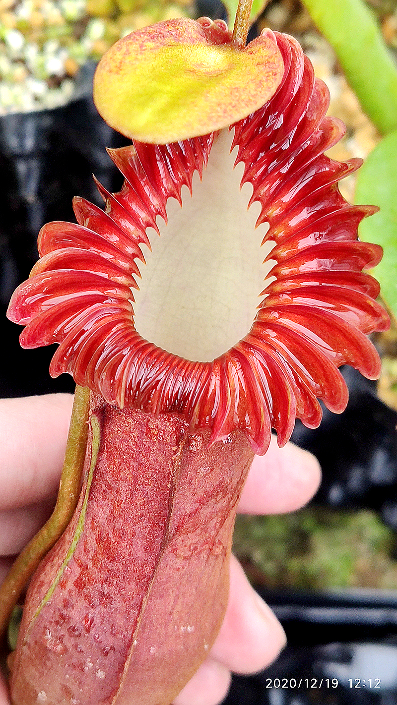 爱德华猪笼草食虫植物低地高地品种非常漂亮笼子稀有edwardsiana