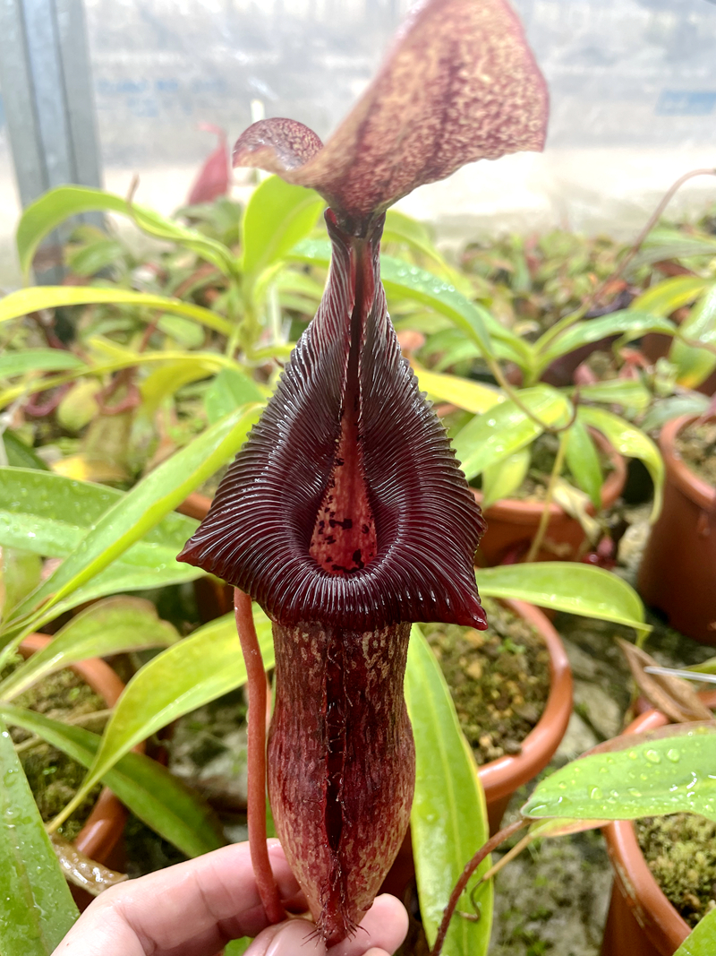 新欣佳浪山斑豹爱德华猪笼草singalanaburbedward食虫植物