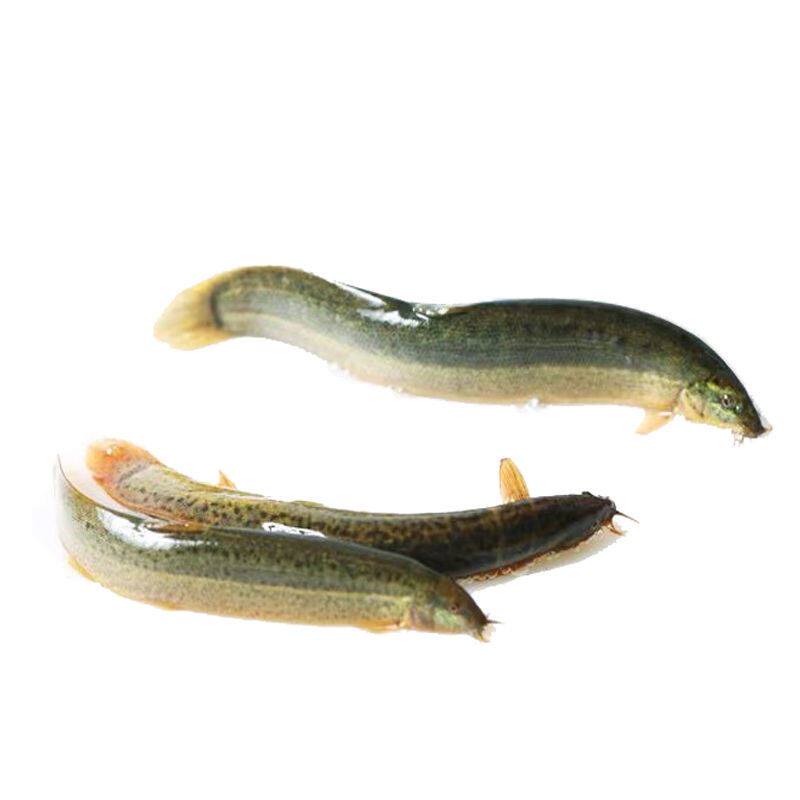 泥鳅鲜活小泥鳅活苗钓鱼鳄龟乌龟地图龙鱼饲料鱼