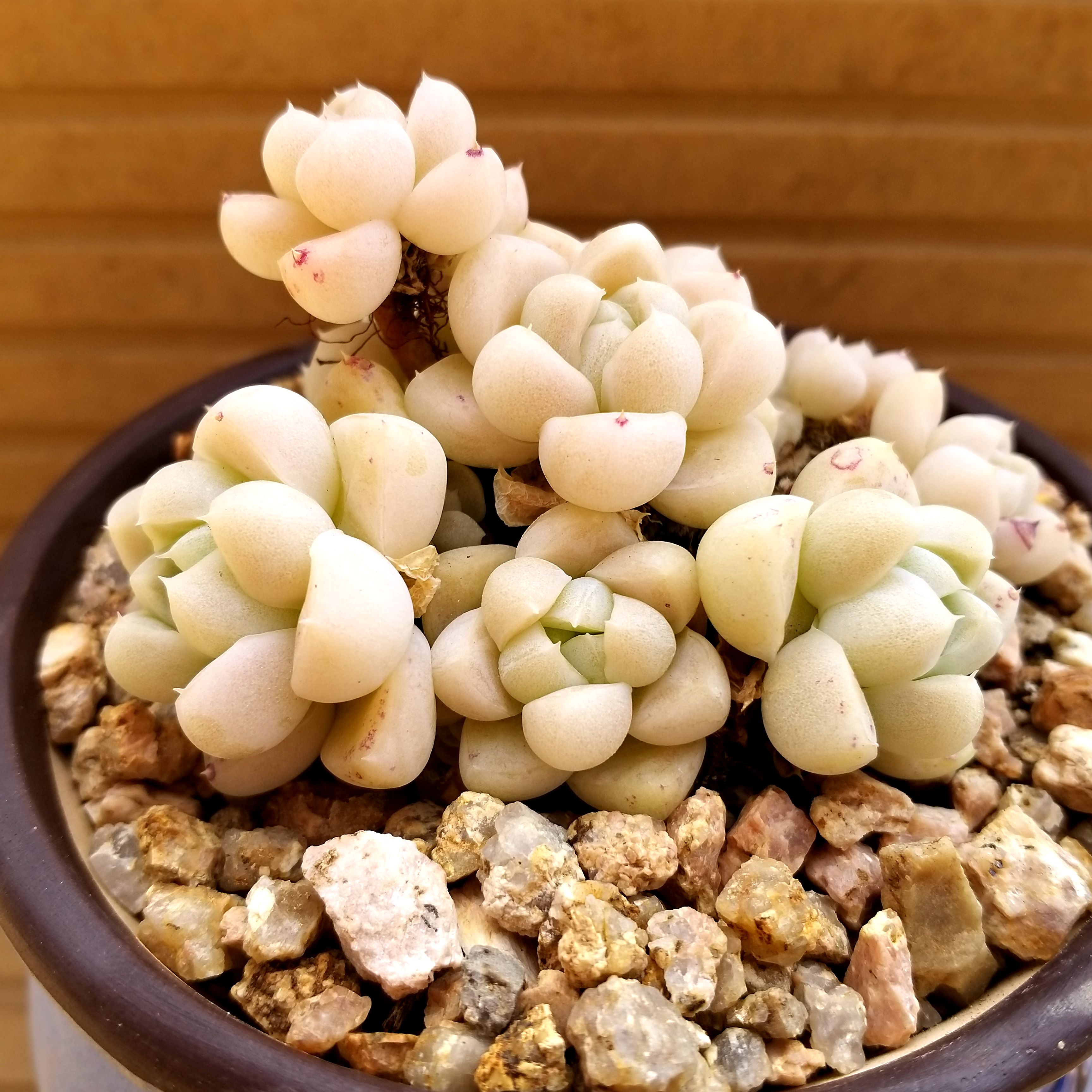 多肉一物一拍迎多韩国进口厚叶月影植物老桩多肉植物