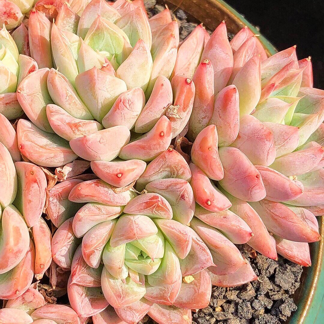 艾莎公主多肉植物艾纱安妮公主盆栽阳台办公室趣味多肉植物