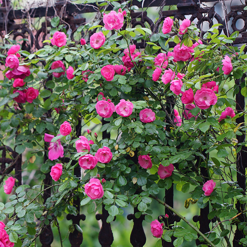 八匹马藤本月季花苗安吉拉欧月庭院爬藤植物多花开花时令草本花卉