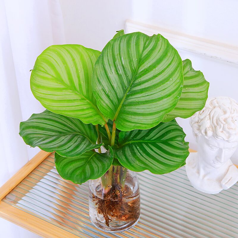 水培植物吉利红苹果竹芋鸟巢室内桌面净化空气加湿大型绿植