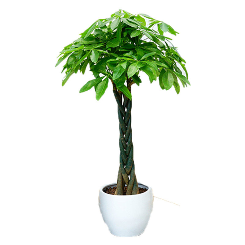 发财树盆栽大树桩客厅办公室内四季常青植物开业招财发才大型绿植