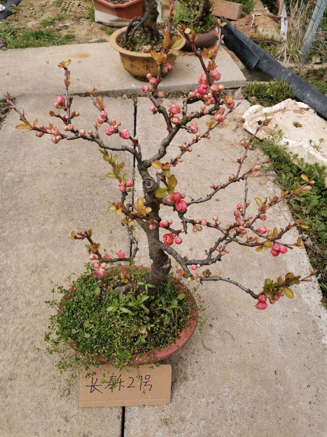 海棠花盆景海棠长寿乐海花卉盆栽四季老桩造型花卉