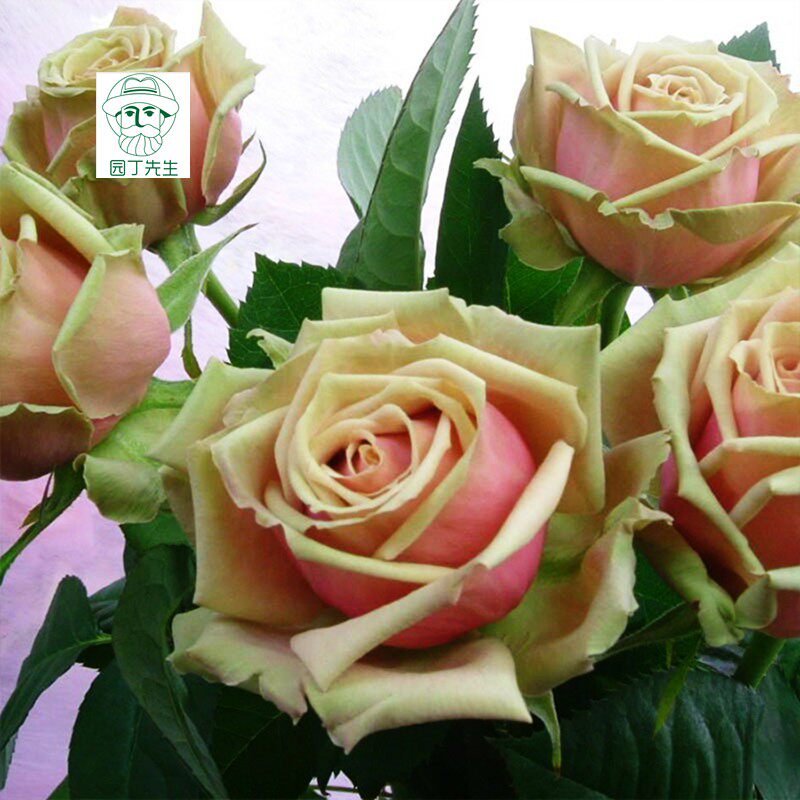 欧月阳台盆栽花卉浪漫伊甸园月季花切花多头月季时令草本花卉