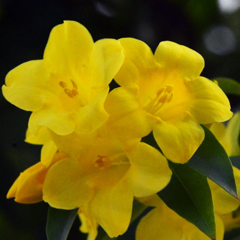 法国香水黄茉莉花苗浓香 爬藤植物 四季长青耐寒阳台绿植花卉盆栽