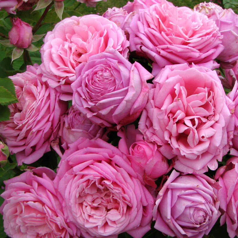 金鸿法国藤本月季花苗欢迎浓香大花波浪爬藤蔷薇时令草本花卉