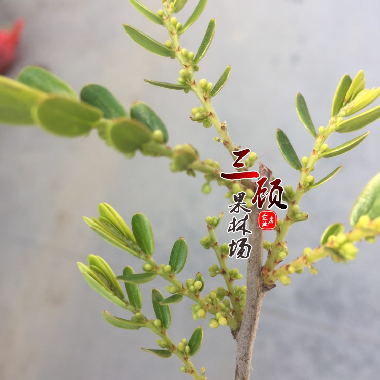 新品种特大油甘苗甜种 余甘果 油柑苗 玻璃油柑嫁接果树苗牛柑子