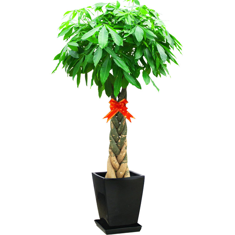 五辫发财树盆栽室内办公室绿化开业乔迁送礼植物上海送货上门