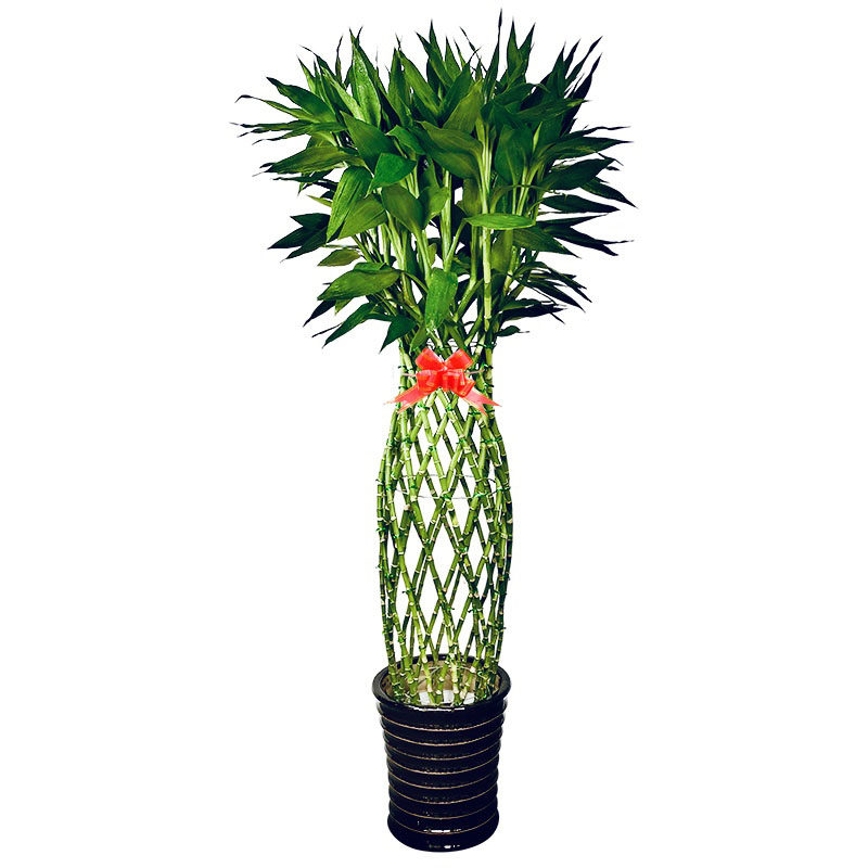 翡翠鸟富贵富贵竹竹笼盆栽大型绿色植物室内花卉卉好大型绿植