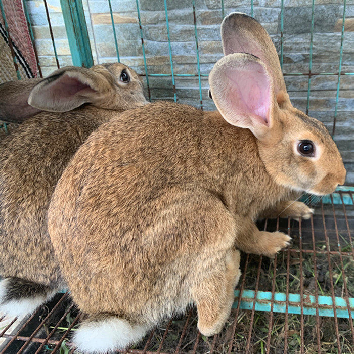 农家6斤活兔紧实肉质含兔头养殖兔肉现杀兔子其它生肉制品